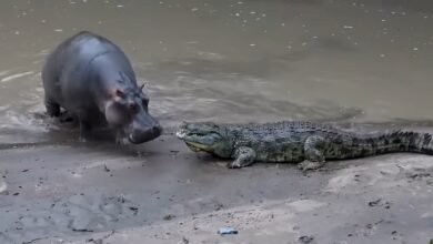 تمساح النيل وفرس النهر