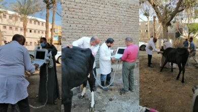 حملة القلاعية بالمنيا