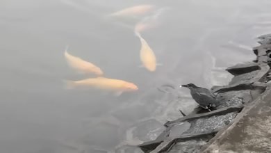 البلشون الأخضر