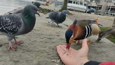 بط ماندارين وحمامة