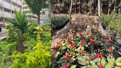 تشجير الشوارع والميادين وزراعة الأشجار المثمرة