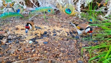 طائر الحسون