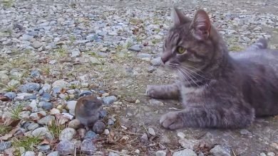 فأر يقف بشجاعة أمام قطته