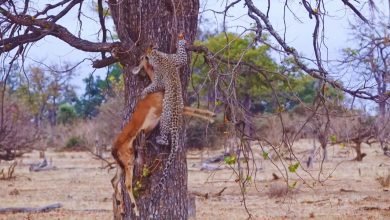 فهد يرفع غزالة