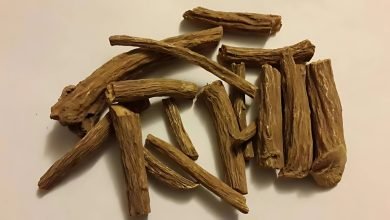 نبات القسط الهندي