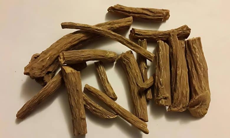 نبات القسط الهندي