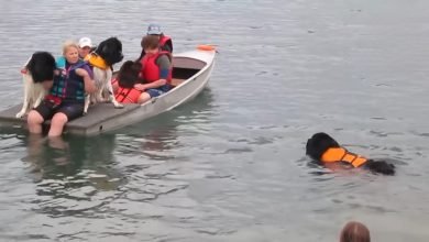 انقاذ البشر